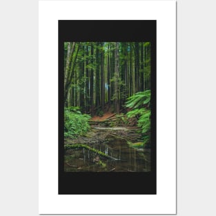 Otways Redwood Forest Posters and Art